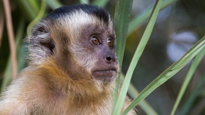 'Se matarem macacos, mosquitos vão atrás de sangue humano': como massacre de primatas é tiro no pé contra febre amarela